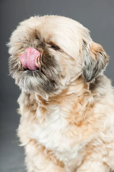 Shih tzu dog on dark grey background. — Stock Photo, Image