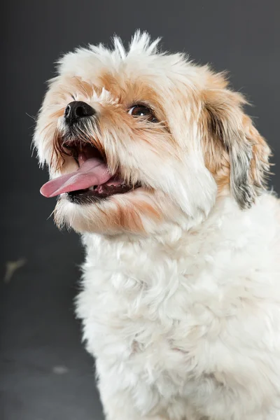 Shih tzu dog on dark grey background. — Stock Photo, Image