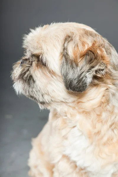 Shih tzu dog on dark grey background. — Stock Photo, Image