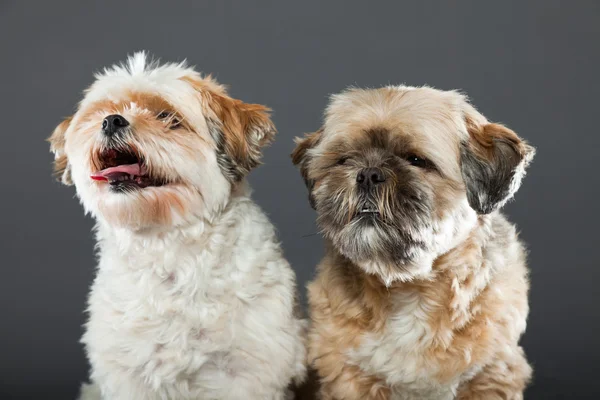 Två shih tzu hundar på grå bakgrund. — Stockfoto