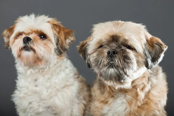 Due cani shih tzu su sfondo grigio . — Foto Stock