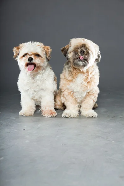 Дві собаки ши-цу на сірому фоні . — стокове фото