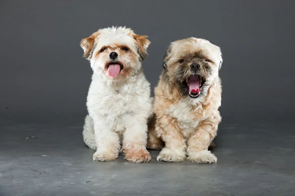 Dois shih tzu cães no fundo cinza . — Fotografia de Stock