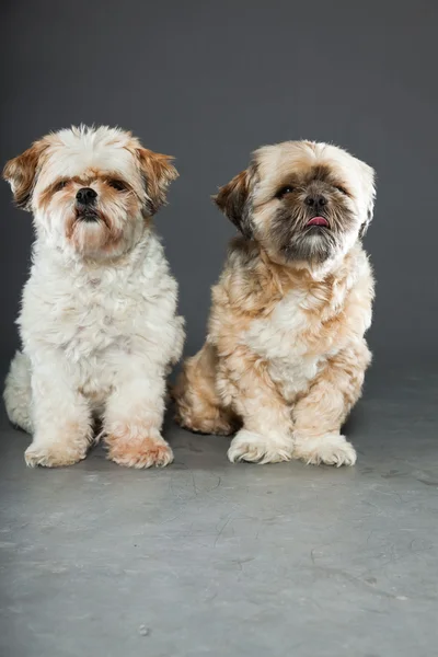 灰色の背景上の 2 つのシーズー犬. — ストック写真