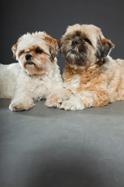 灰色の背景上の 2 つのシーズー犬. — ストック写真