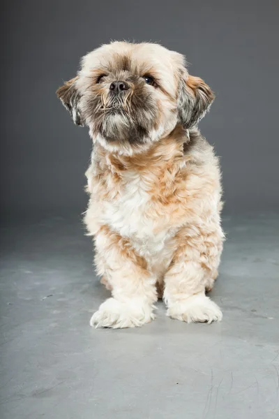 Shih tzu hund på mörk grå bakgrund. — Stockfoto