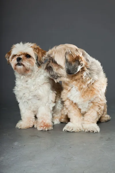 Dva psi shih tzu na šedém pozadí. — Stock fotografie