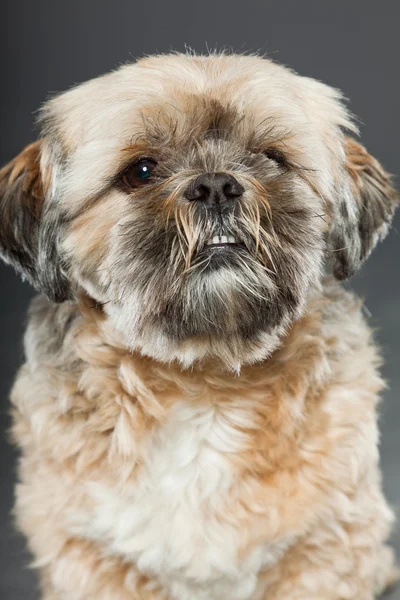 Shih tzu Hund auf dunkelgrauem Hintergrund. — Stockfoto