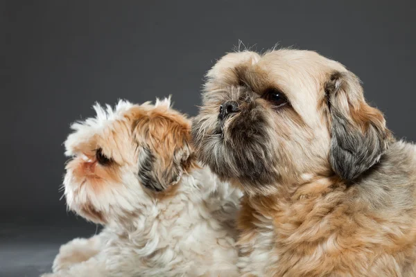 gri zemin üzerine iki shih tzu köpek.