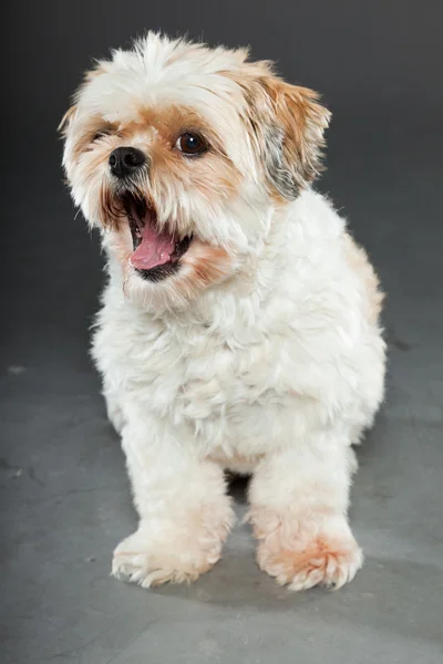 Shih tzu dog on dark grey background. — Stock Photo, Image