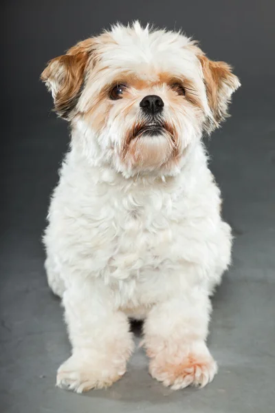 Shih tzu dog on dark grey background. — Stock Photo, Image