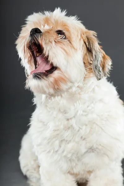 Shih tzu dog on dark grey background. — Stock Photo, Image