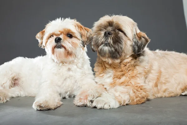 Dva psi shih tzu na šedém pozadí. — Stock fotografie