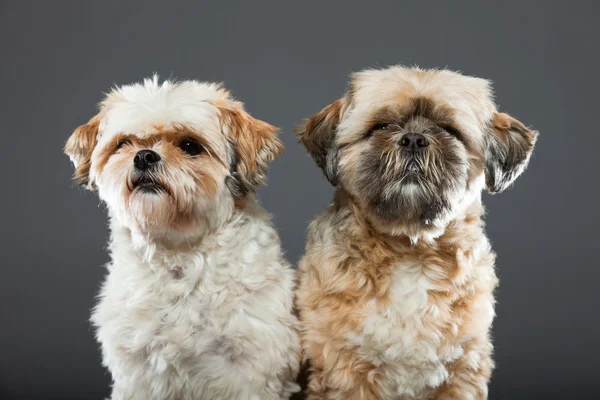 灰色の背景上の 2 つのシーズー犬. — ストック写真