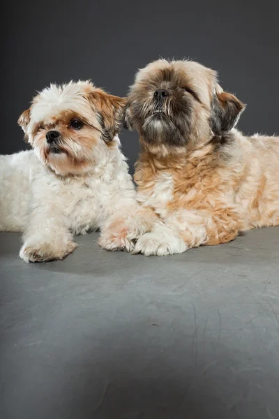 灰色の背景上の 2 つのシーズー犬. — ストック写真