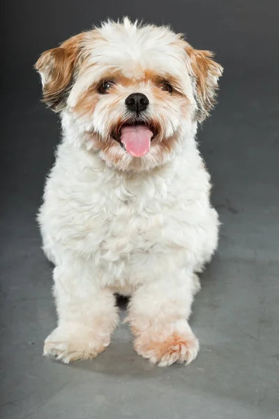 Shih tzu dog on dark grey background. — Stock Photo, Image