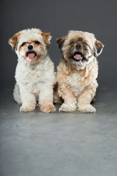 Dois shih tzu cães no fundo cinza . — Fotografia de Stock