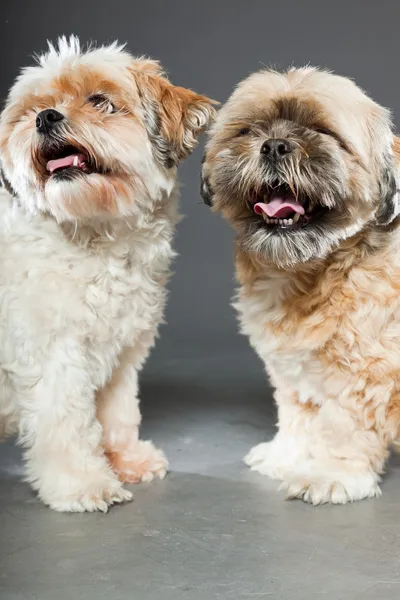 Två shih tzu hundar på grå bakgrund. — Stockfoto
