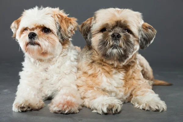 Zwei shih tzu Hunde auf grauem Hintergrund. — Stockfoto