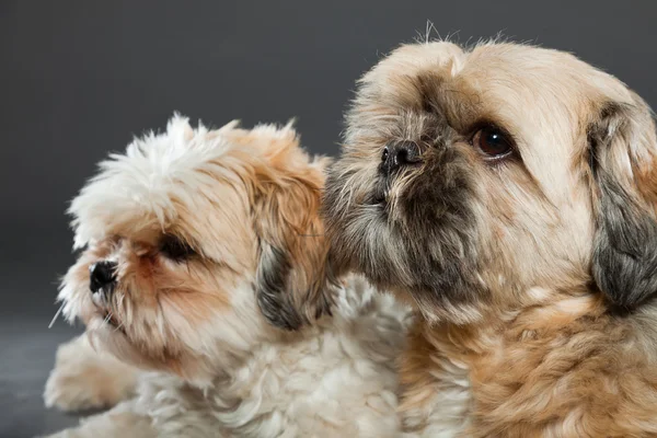 Två shih tzu hundar på grå bakgrund. — Stockfoto