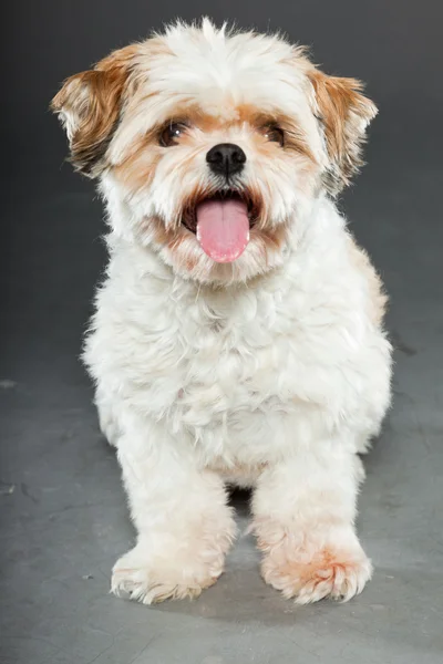 Shih tzu dog on dark grey background. — Stock Photo, Image