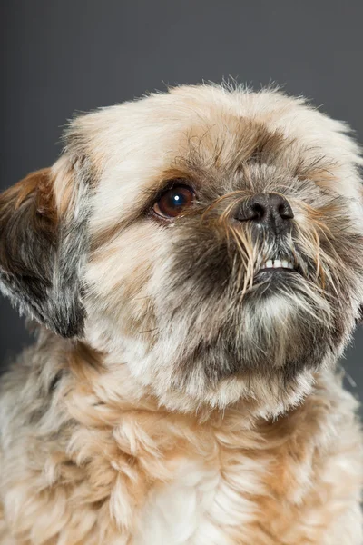 Shih tzu köpek koyu gri arka plan üzerinde. — Stok fotoğraf