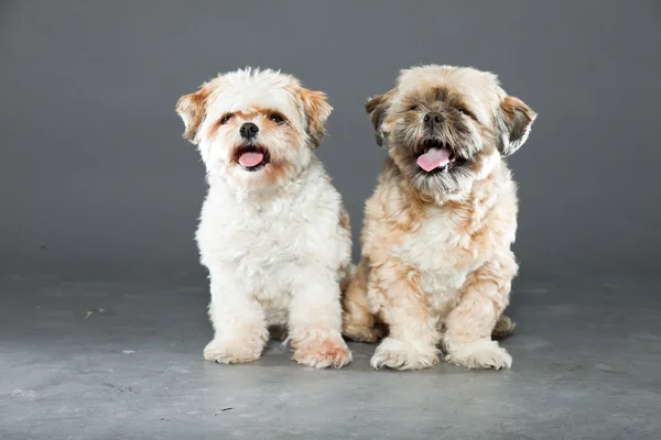 Gri zemin üzerine iki shih tzu köpek. — Stok fotoğraf