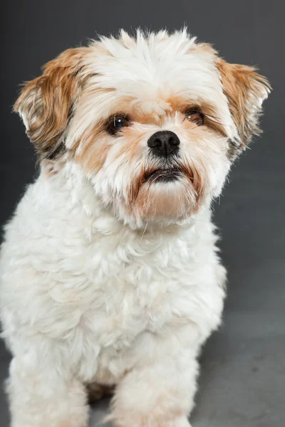 Shih tzu dog on dark grey background. — Stock Photo, Image