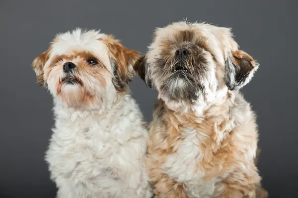 Zwei shih tzu Hunde auf grauem Hintergrund. — Stockfoto