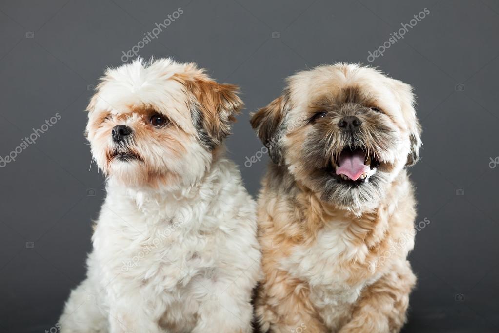 灰色背景上的两个西施犬 图库照片 C Ysbrand
