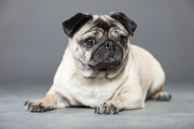 Pug köpek gri arka plan üzerinde. Stüdyo vurdu.