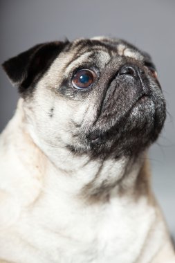 Pug köpek gri arka plan üzerinde. Stüdyo vurdu.