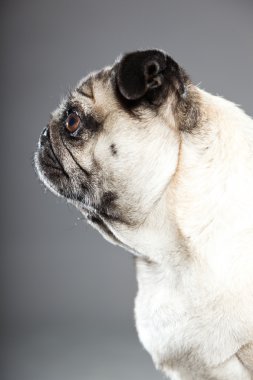 Pug köpek gri arka plan üzerinde. Stüdyo vurdu.