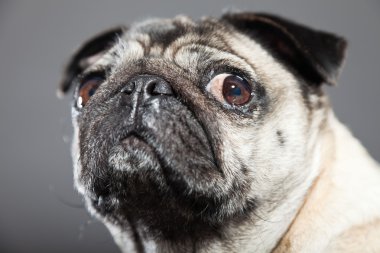 Pug köpek gri arka plan üzerinde. Stüdyo vurdu.