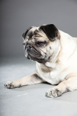 Pug köpek gri arka plan üzerinde. Stüdyo vurdu.
