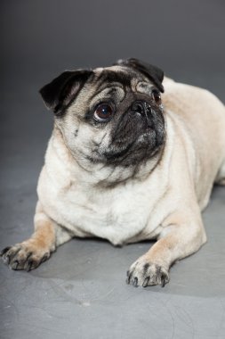Pug köpek gri arka plan üzerinde. Stüdyo vurdu.