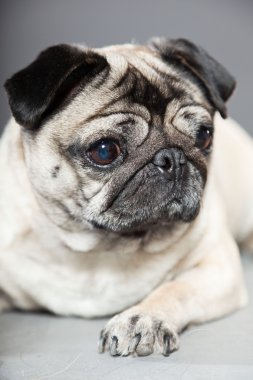 Pug köpek gri arka plan üzerinde. Stüdyo vurdu.