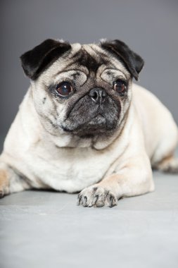 Pug köpek gri arka plan üzerinde. Stüdyo vurdu.