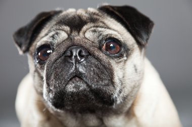 Pug köpek gri arka plan üzerinde. Stüdyo vurdu.