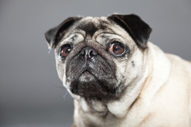 Pug köpek gri arka plan üzerinde. Stüdyo vurdu.
