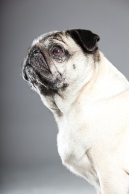 Pug köpek gri arka plan üzerinde. Stüdyo vurdu.