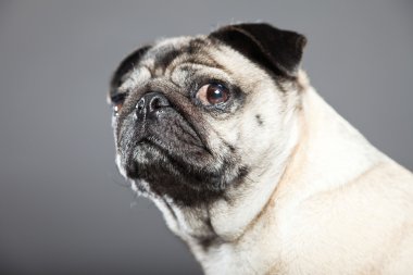 Pug köpek gri arka plan üzerinde. Stüdyo vurdu.