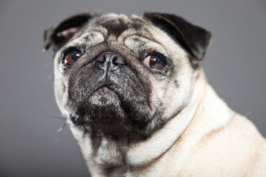 Pug köpek gri arka plan üzerinde. Stüdyo vurdu.