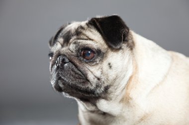 Pug köpek gri arka plan üzerinde. Stüdyo vurdu.
