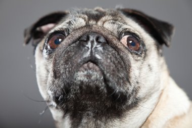 Pug köpek gri arka plan üzerinde. Stüdyo vurdu.
