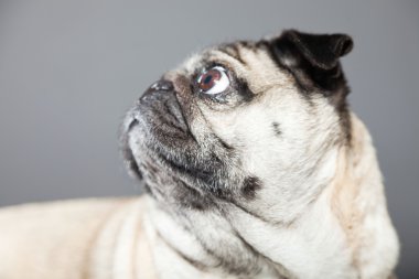 Pug köpek gri arka plan üzerinde. Stüdyo vurdu.