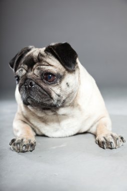 Pug köpek gri arka plan üzerinde. Stüdyo vurdu.