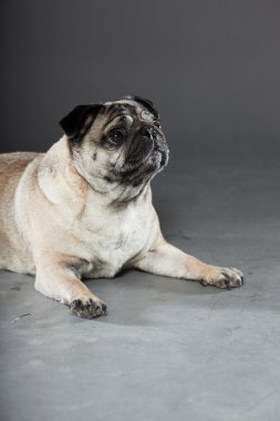 Pug köpek gri arka plan üzerinde. Stüdyo vurdu.