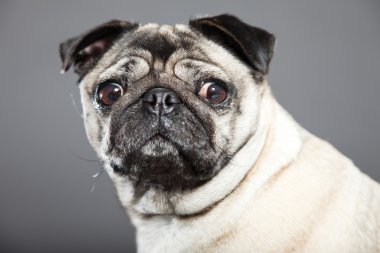 Pug köpek gri arka plan üzerinde. Stüdyo vurdu.