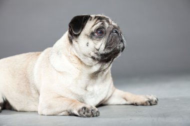 Pug köpek gri arka plan üzerinde. Stüdyo vurdu.